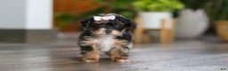 Yorkiepoo dogs for sale: Chanel - Ad 8