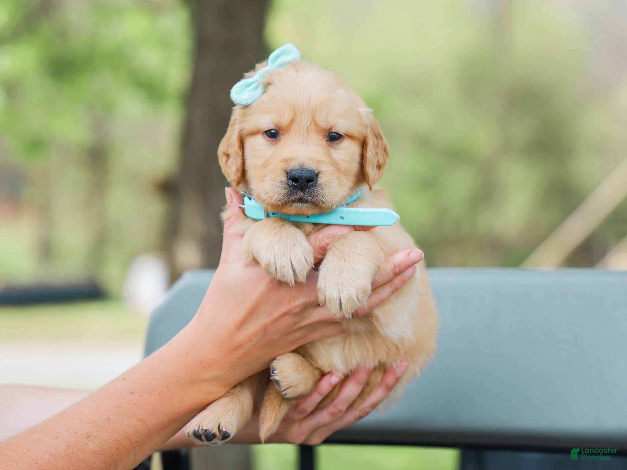 Golden Retriever dogs Adam ACA Golden Retriever Pup - Ad 2