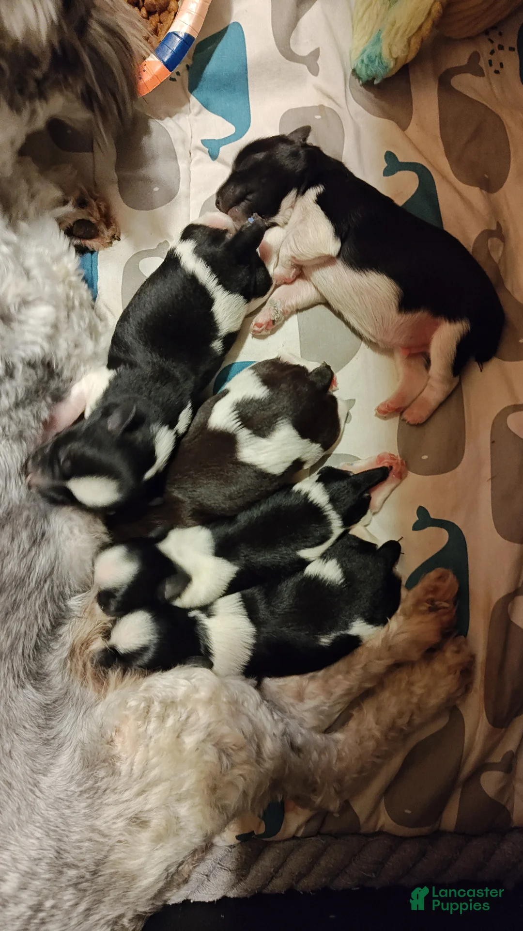 Miniature Schnauzer dogs for sale: Miniature Schnauzer Boy 1 - Ad 12