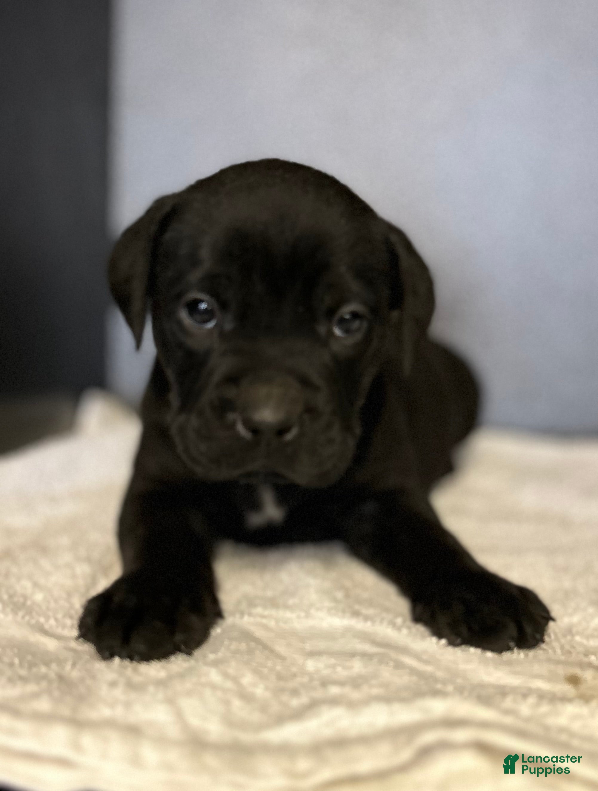 Mixed Breed dogs Middle Man - Ad 2