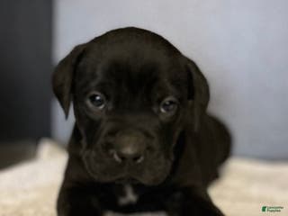 Mixed Breed dogs Middle Man - Ad 2