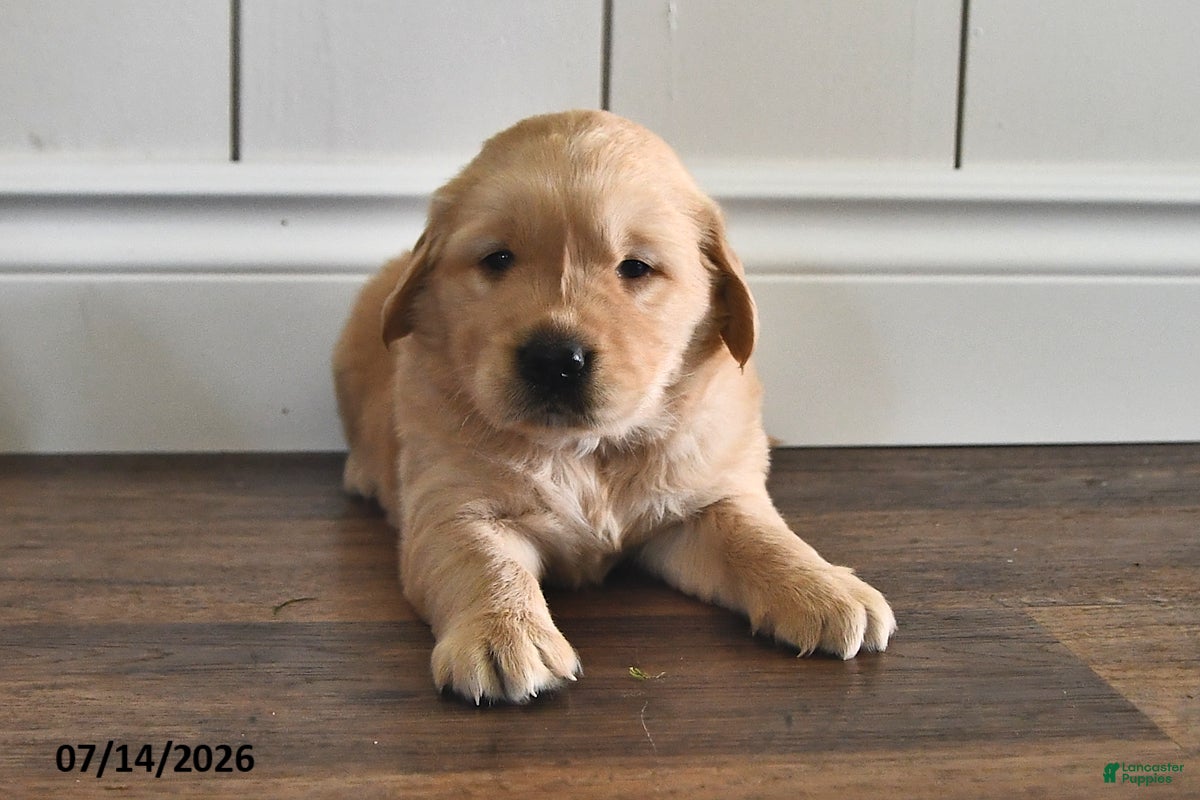 Golden Retriever dogs Zonnie - Ad 2