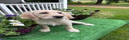 Labradoodle dogs for sale: Marty - Ad 2