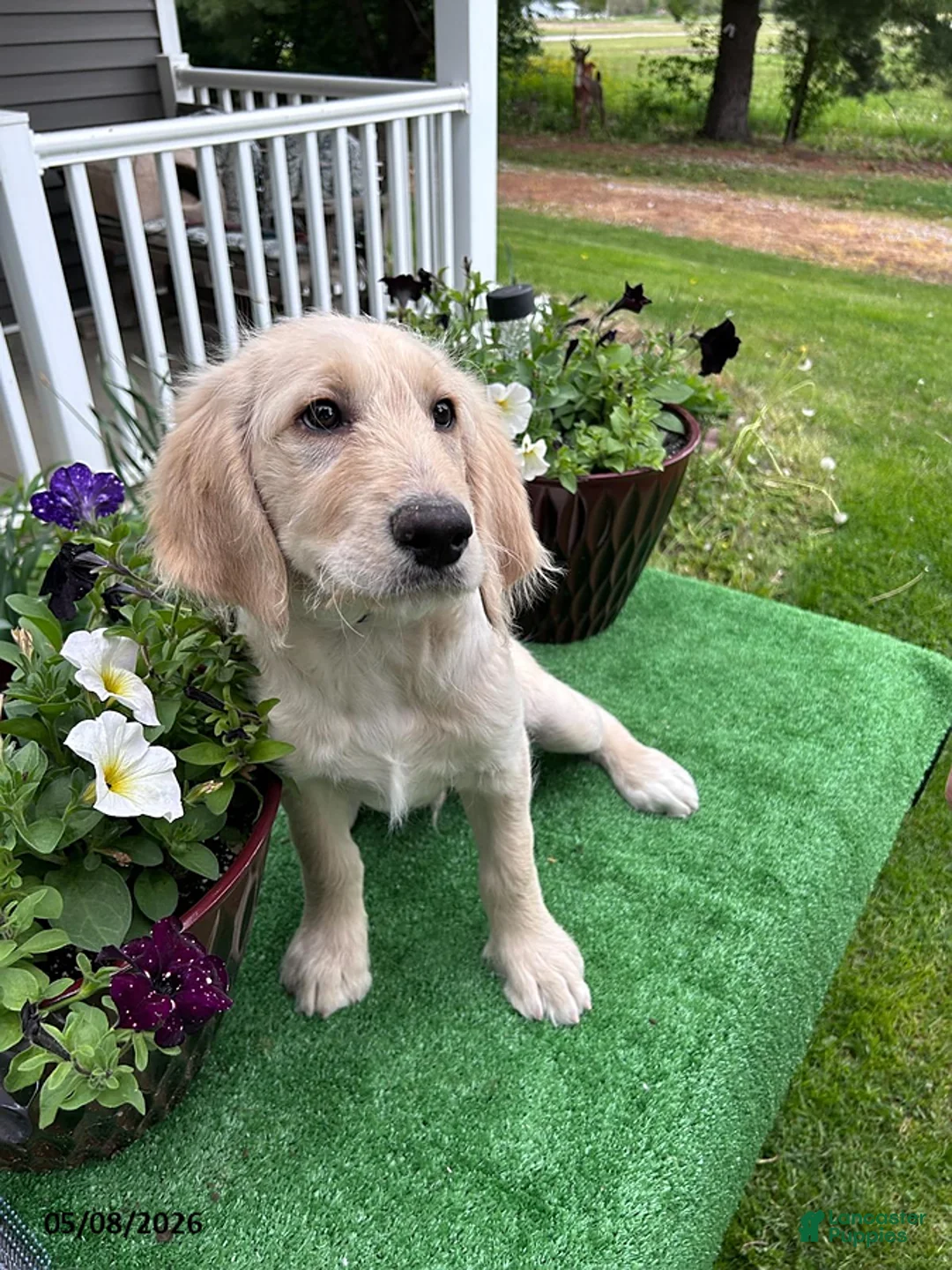 Labradoodle dogs for sale: Marty - Ad 2