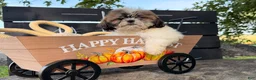 Shih Tzu dogs for sale: Queenie Shih Tzu  - Ad 9