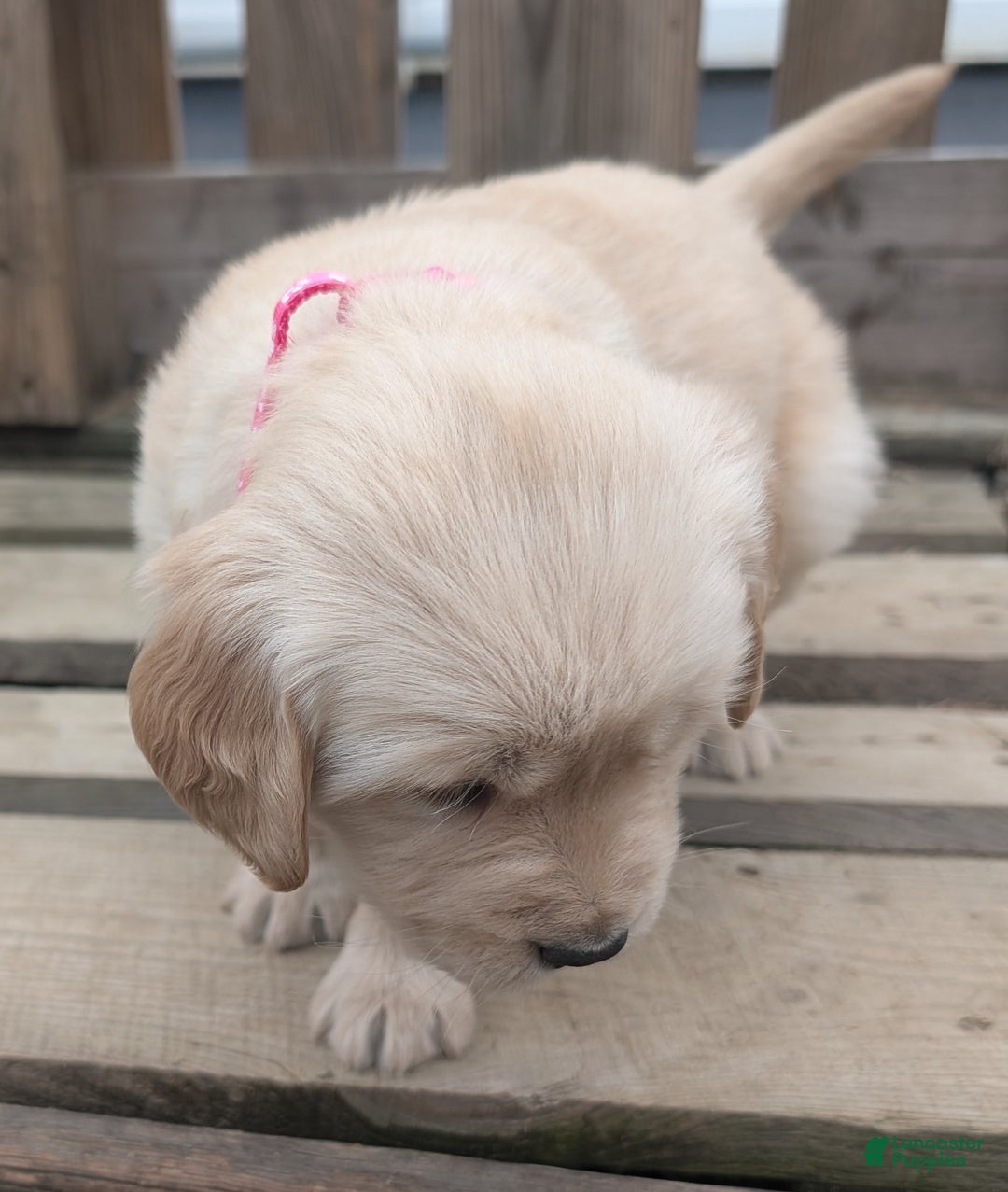 Golden Retriever dogs for sale: Mimi - Ad 2
