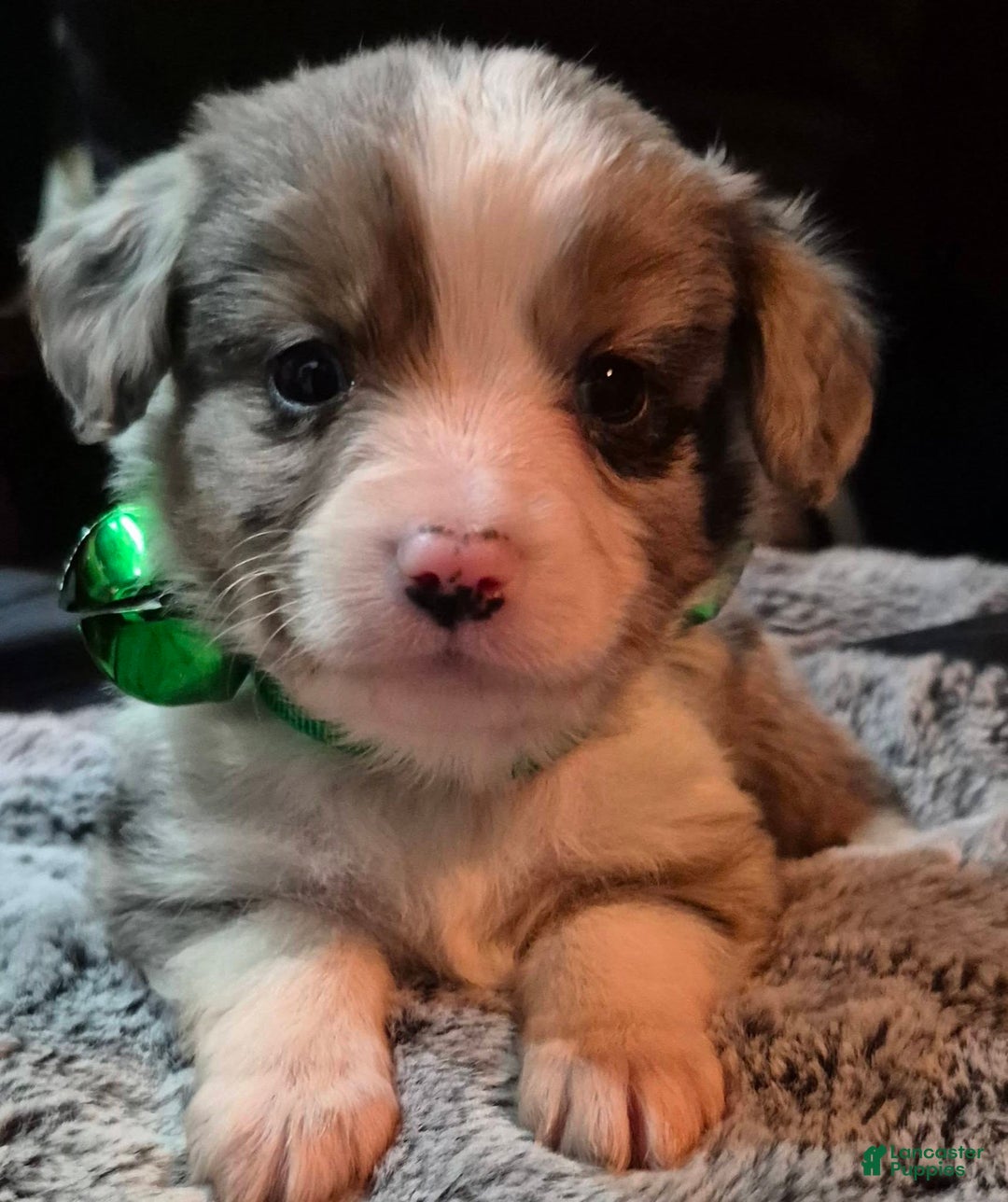 Toy Australian Shepherd dogs for sale: Toy Australian Shepherd Puppy 4 - Ad 2