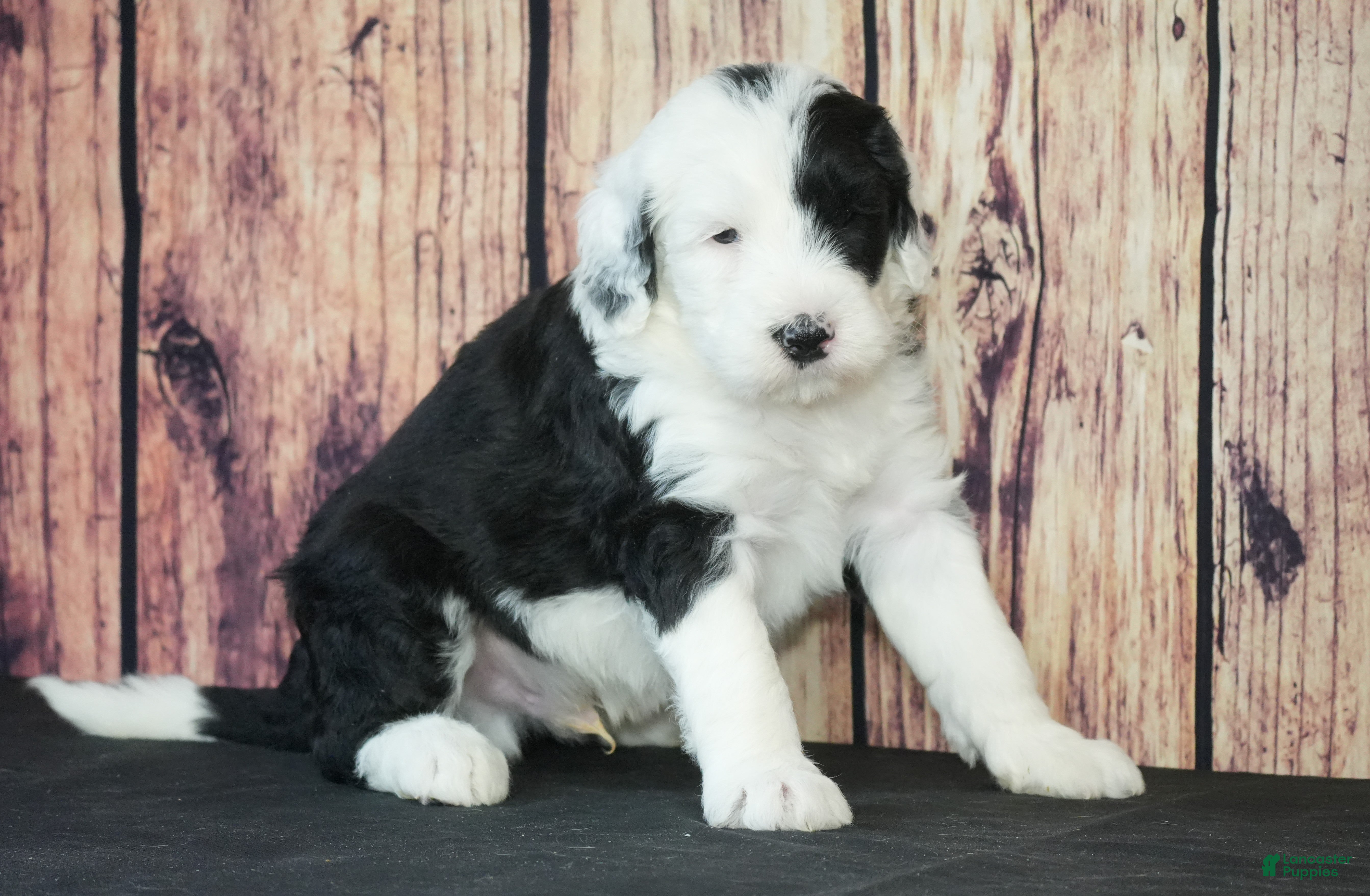 Sheepadoodle dogs Sheepadoodle Puppy 5 - Ad 34