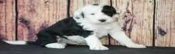 Sheepadoodle dogs for sale: Sheepadoodle Puppy 5 - Ad 1