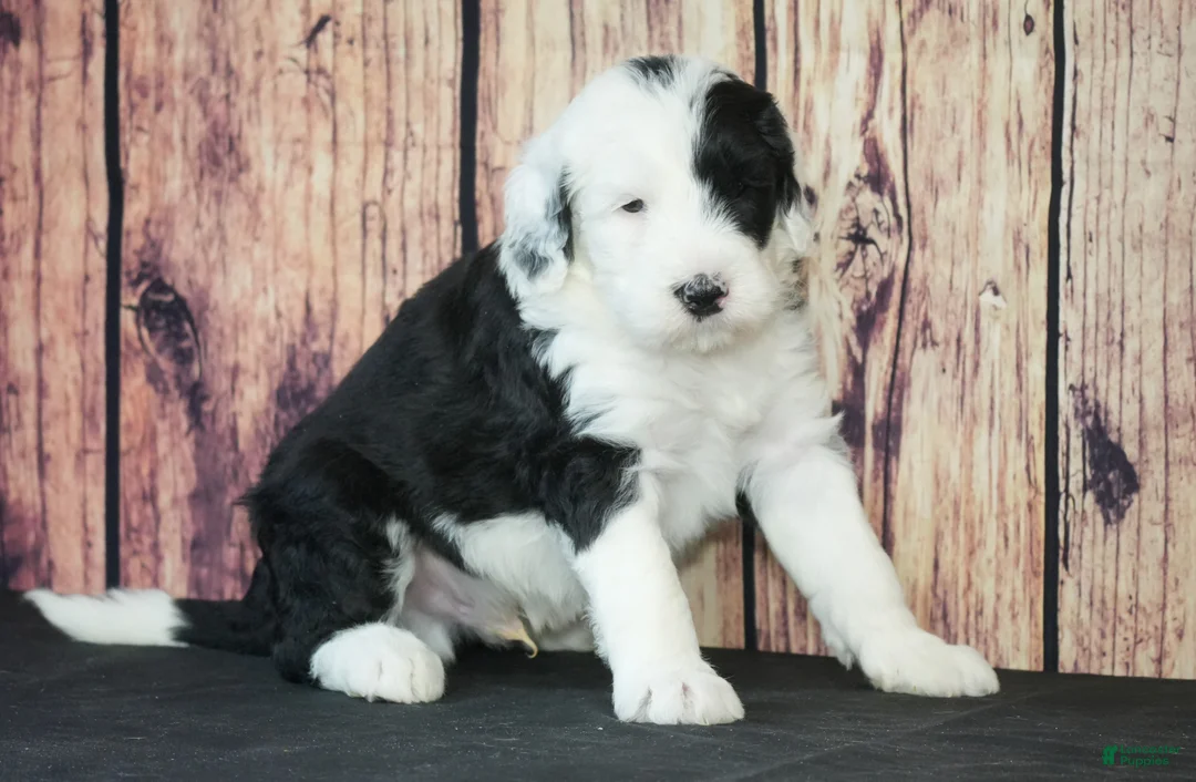 Sheepadoodle dogs for sale: Sheepadoodle Puppy 5 - Ad 1