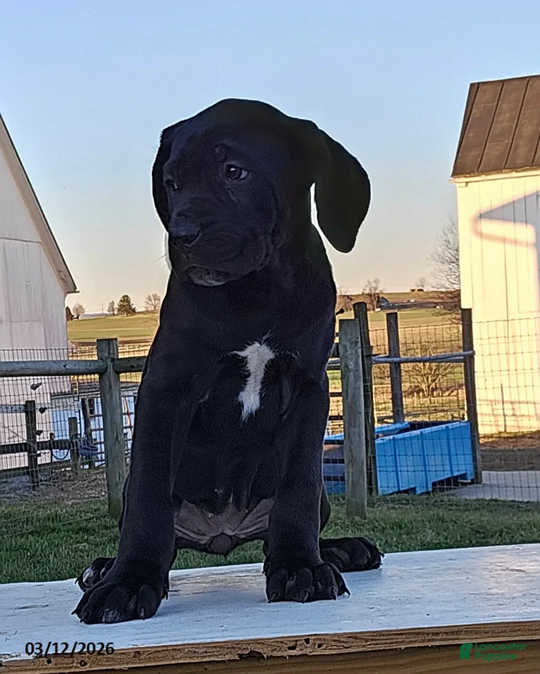 Cane Corso dogs for sale: Avery - Ad 2