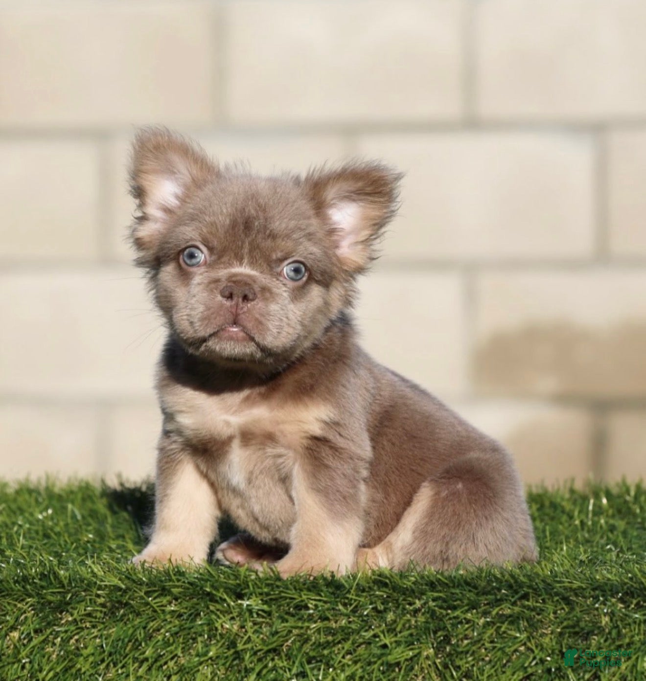 French Bulldog dogs for sale: French Bulldog 1 - Ad 33