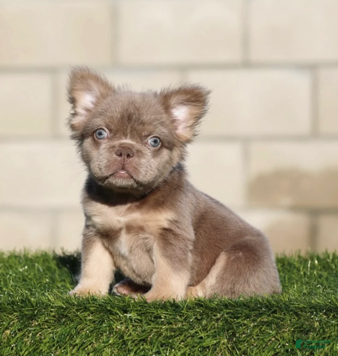 French Bulldog dogs for sale: French Bulldog 1 - Ad 1