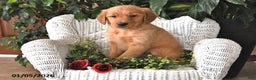 Golden Retriever dogs for sale: Dasher - Ad 3