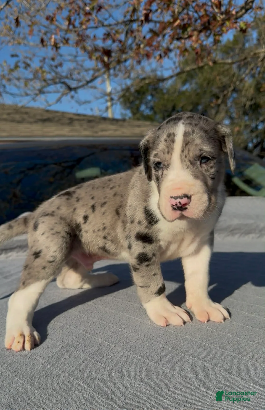 Great Dane dogs for sale: Thor - Ad 1