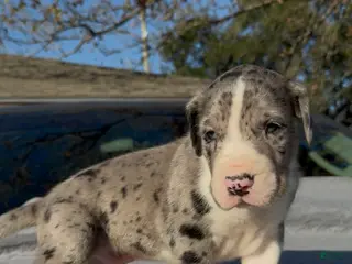 Great Dane dogs Thor - Ad 12