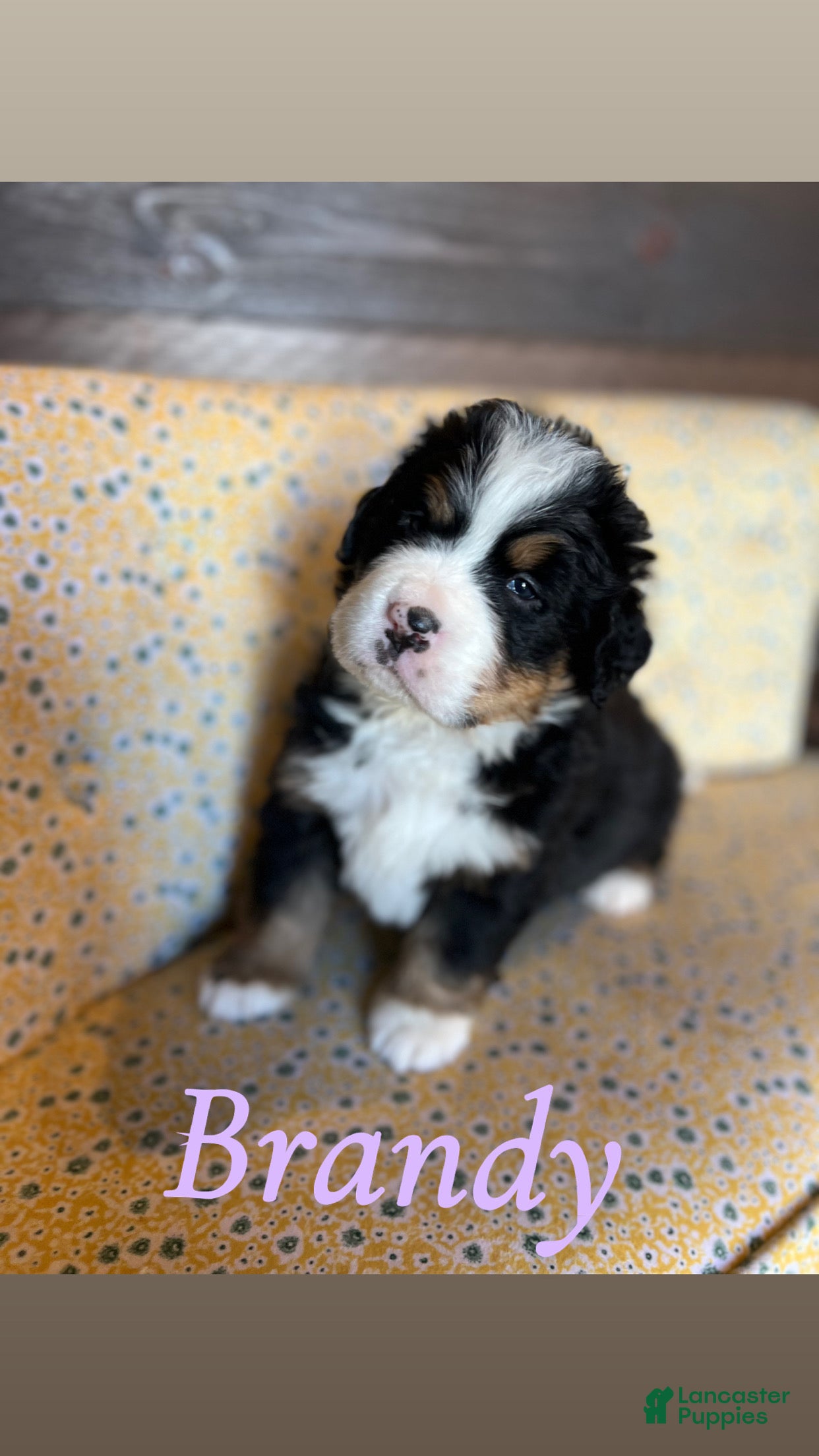 Bernese Mountain Dog dogs Brandy - Ad 10