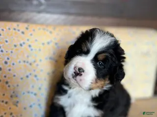 Bernese Mountain Dog dogs Brandy - Ad 11