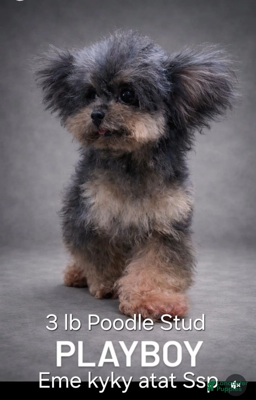 Toy Poodle dogs for stud: Playboy Stud - Ad 1