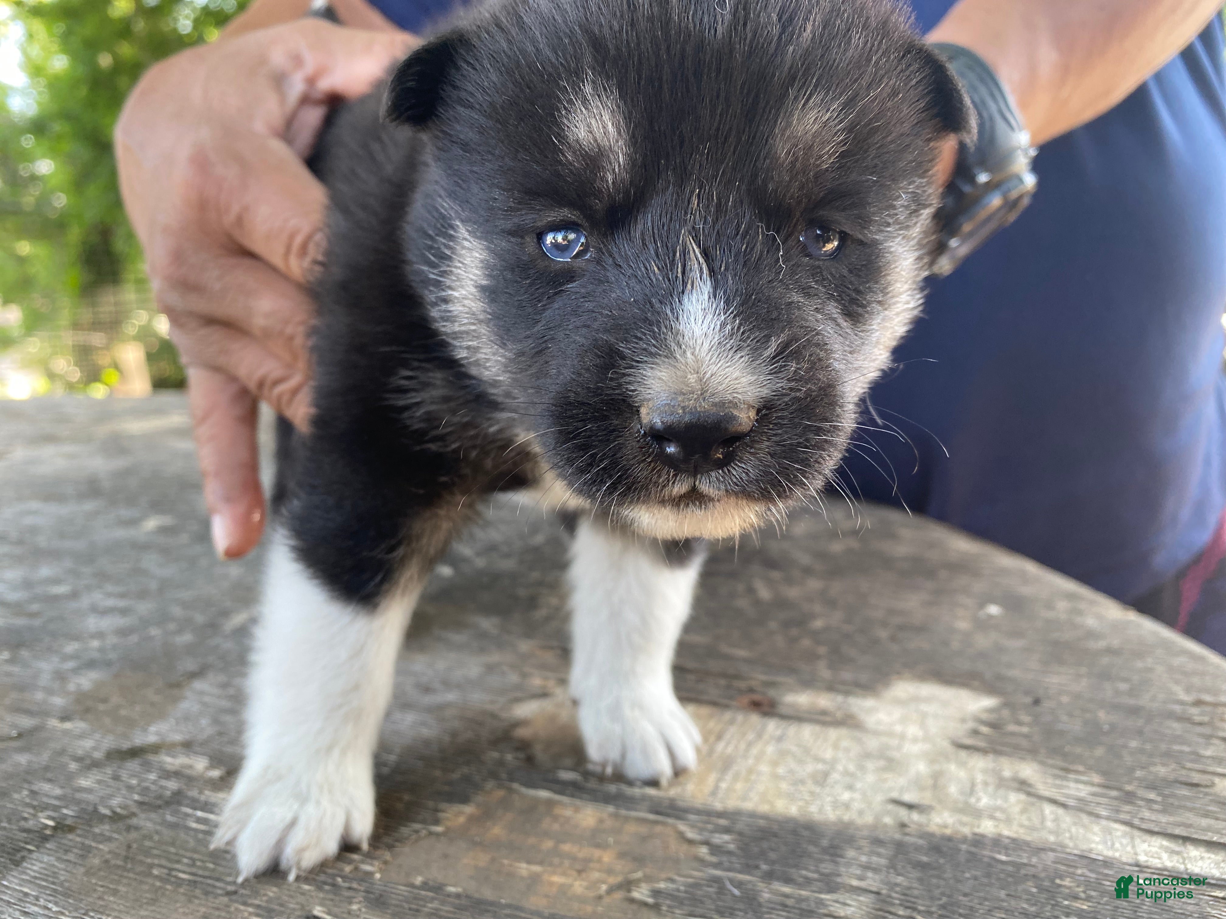 Mixed Breed dogs Olympia - Ad 1