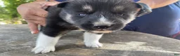 Mixed Breed dogs for sale: Olympia - Ad 1