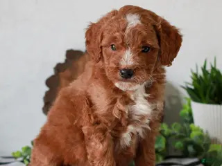 Mini Goldendoodle dogs for sale: Aiden - Ad 2