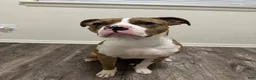 Mixed Breed dogs for sale: Mixed Breed 1 - Ad 8