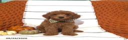 Mini Goldendoodle dogs for sale: River - Ad 5