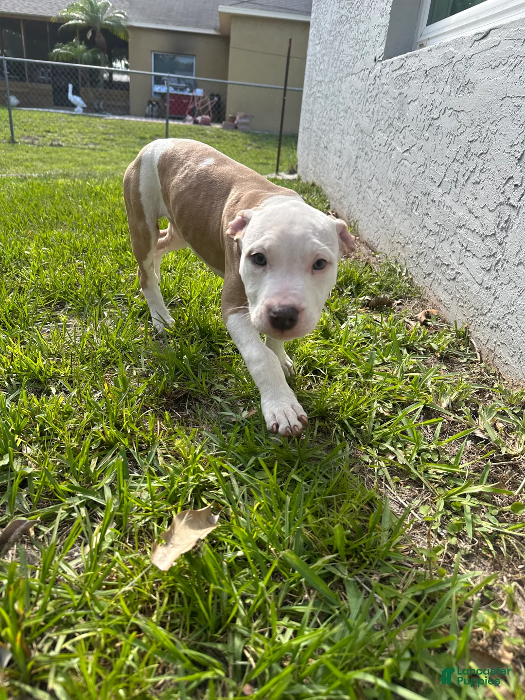American Staffordshire Terrier dogs for sale: American Staffordshire Terrier Puppy 2 - Ad 1