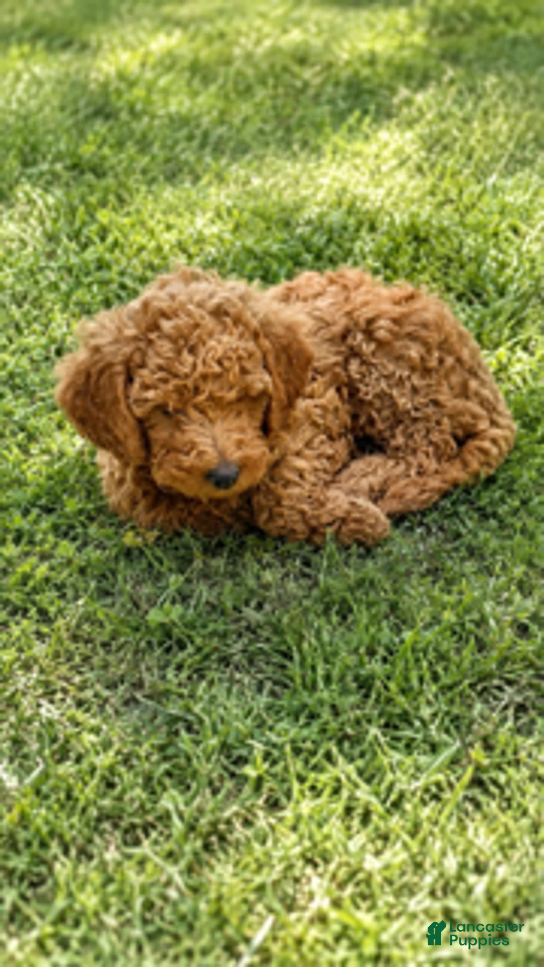 Mini Aussiedoodle dogs for sale: Cedar - Ad 5