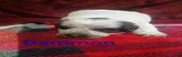 Mixed Breed dogs for sale: Dammon - Ad 2