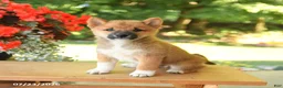 Shiba Inu dogs for sale: Kevin - Ad 2