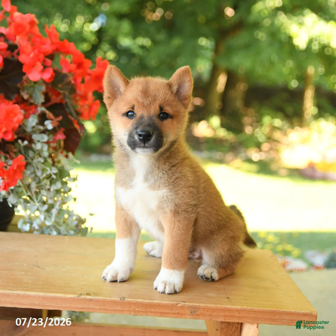 Shiba Inu dogs for sale: Kevin - Ad 2