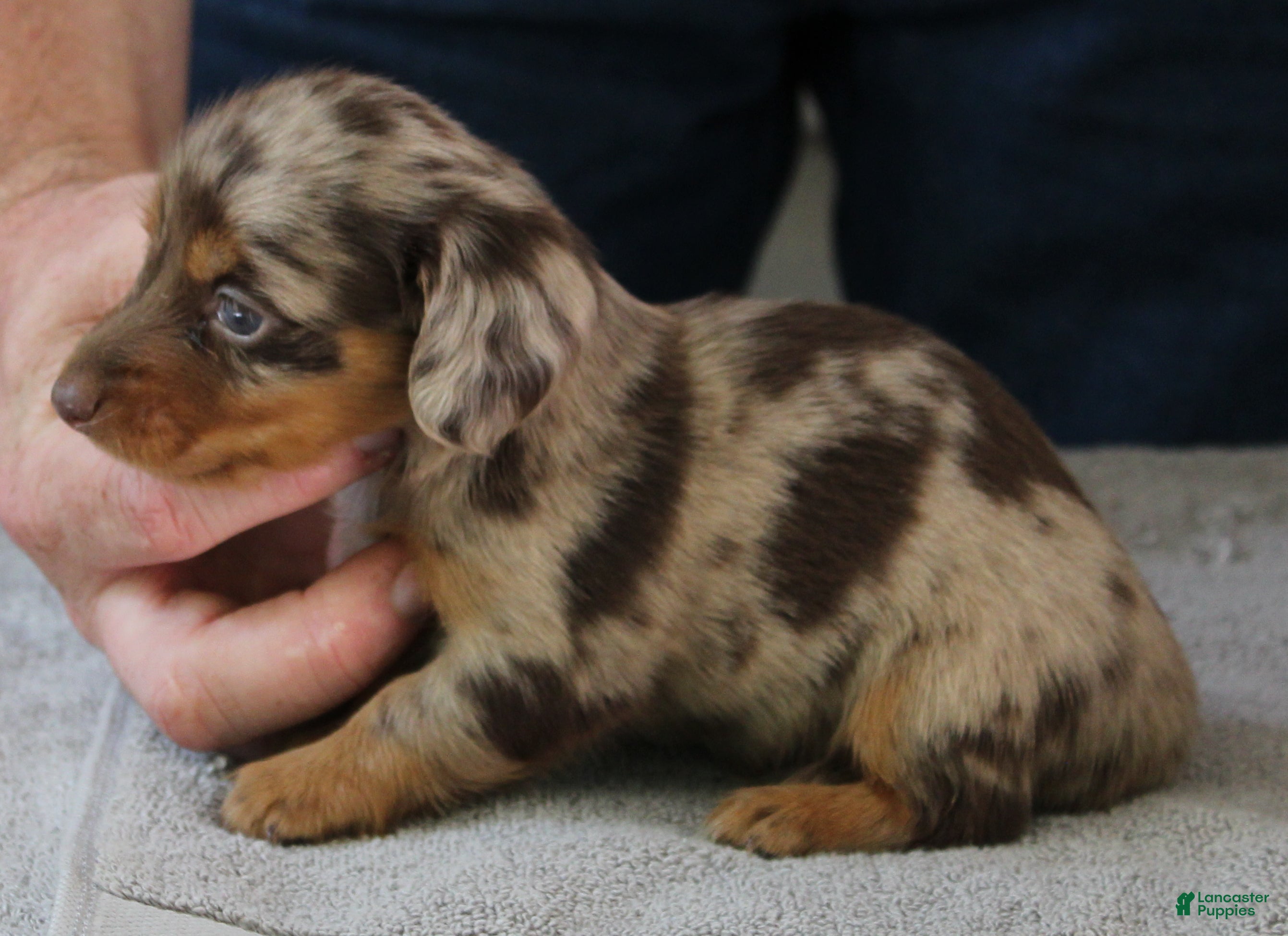 Miniature Dachshund dogs Malibu - Ad 1