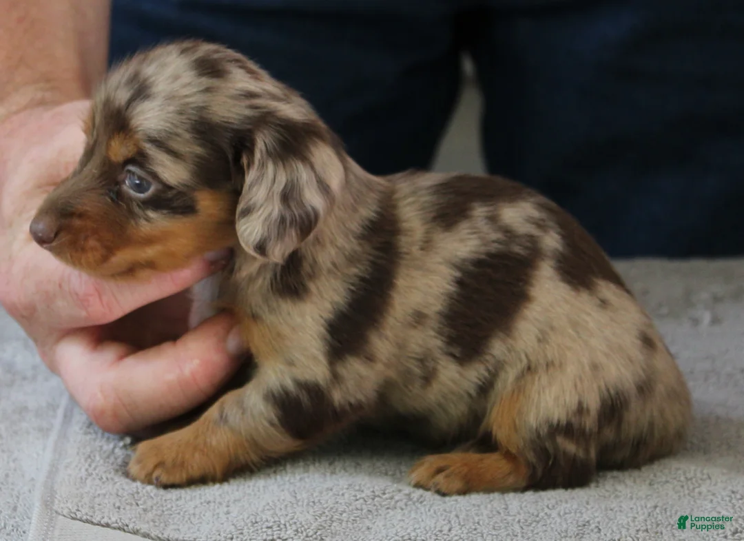 Miniature Dachshund dogs for sale: Malibu - Ad 1