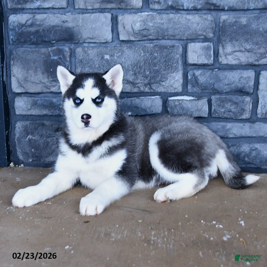 Siberian Husky dogs Coco  - Ad 2