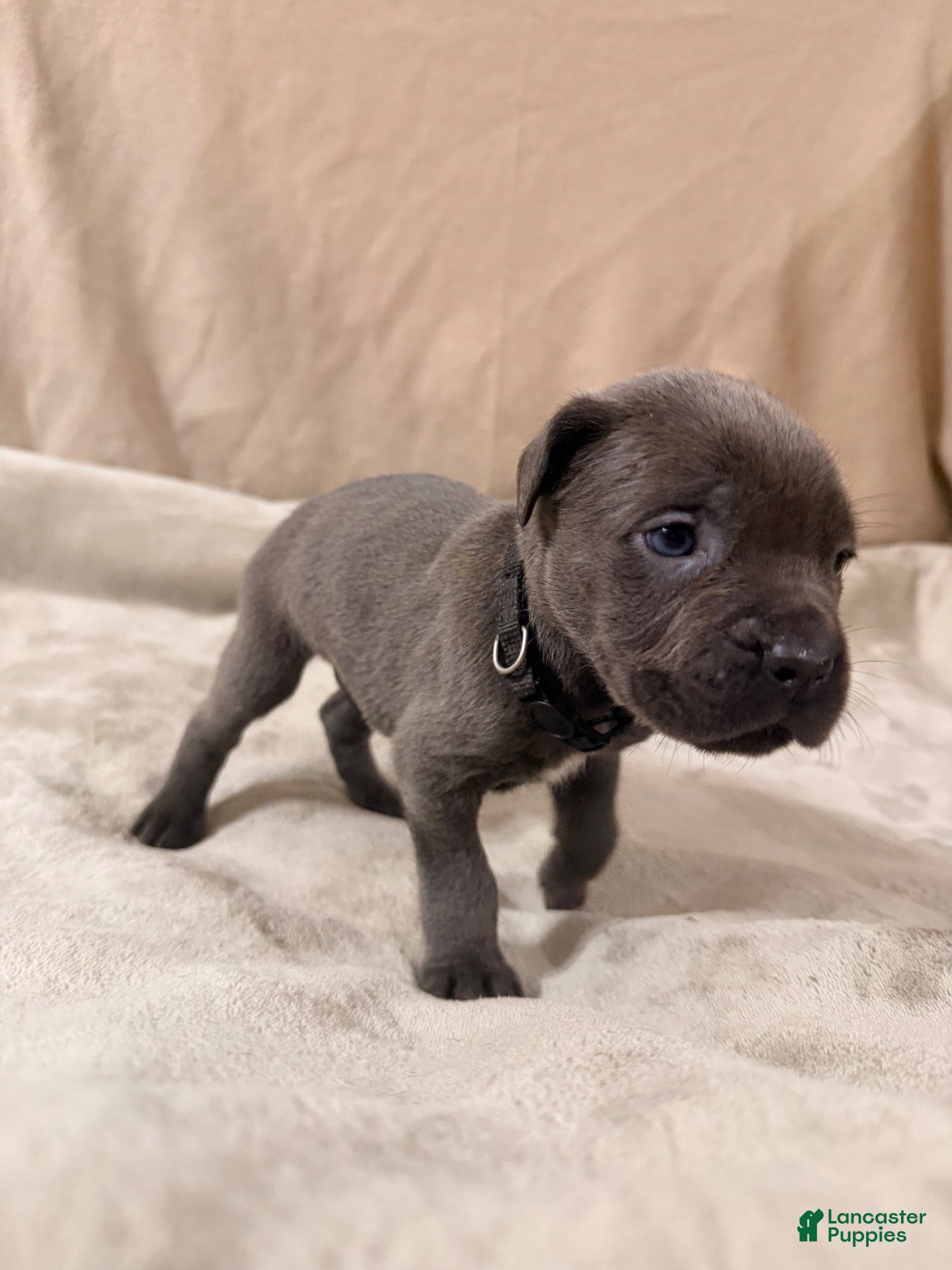 Cane Corso dogs Black - Ad 1