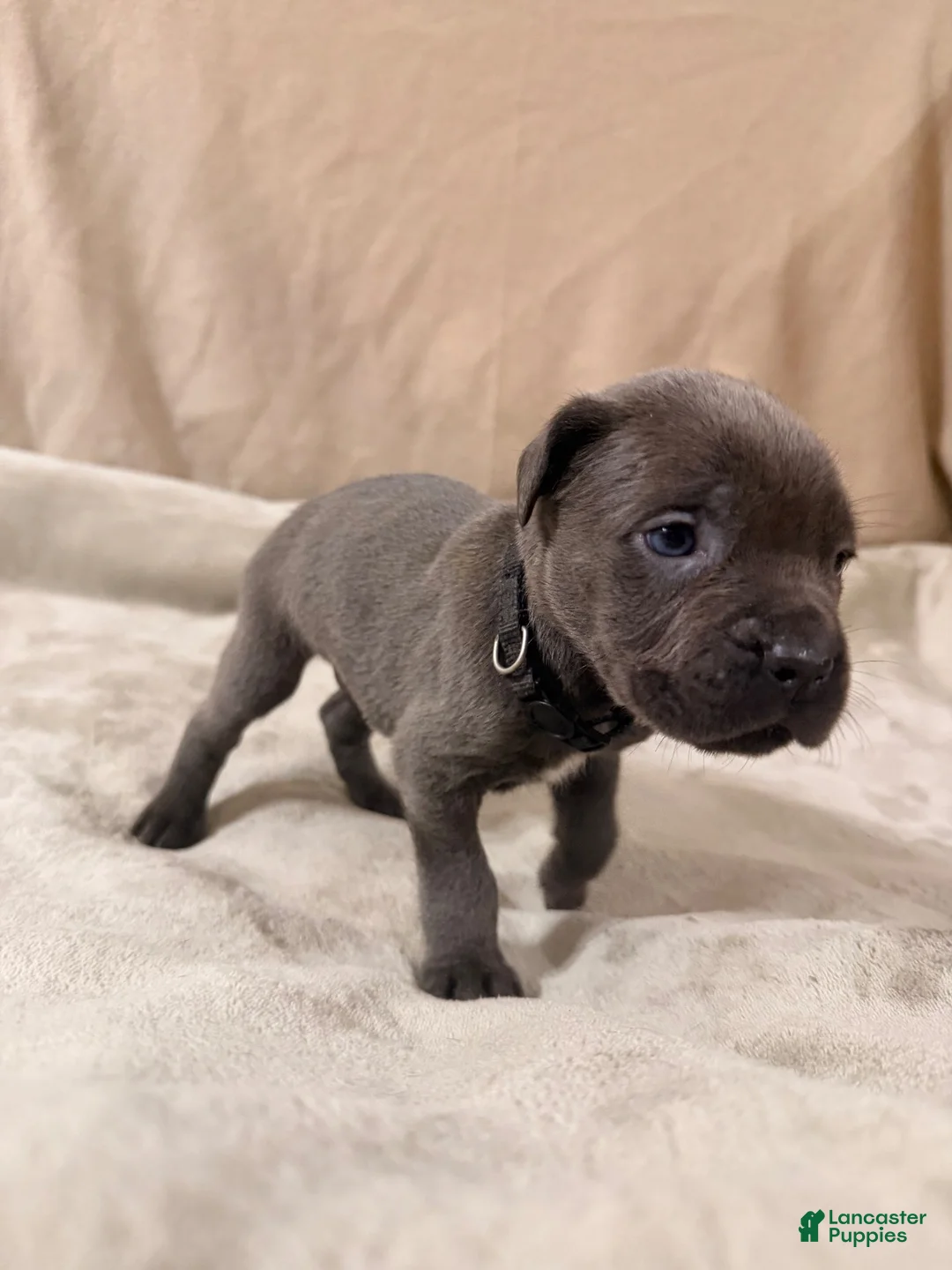 Cane Corso dogs for sale: Black - Ad 1