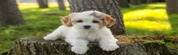 Mixed Breed dogs for sale: Pebbles Munchkin Bernedoodle - Ad 5
