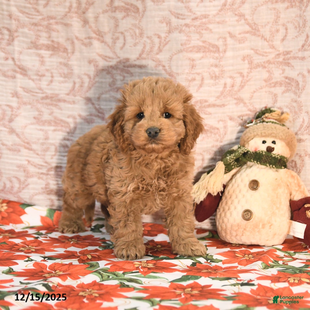 Cockapoo dogs for sale: Jason - Ad 4