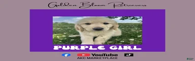 Purple Girl