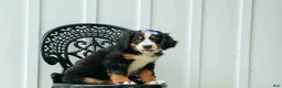 Bernese Mountain Dog dogs for sale: SOPHIE - Ad 13