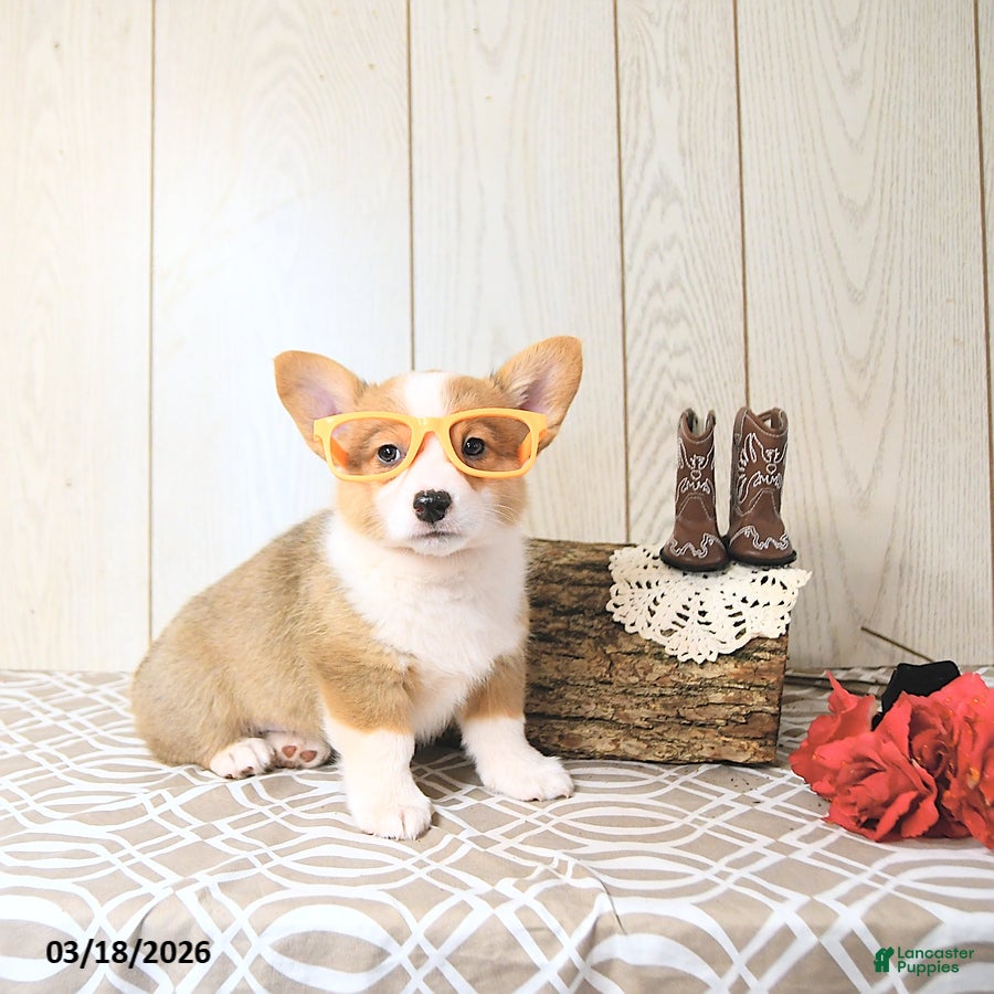 Welsh Corgi Pembroke dogs Buddy - Ad 1