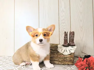 Welsh Corgi Pembroke dogs for sale: Buddy - Ad 2