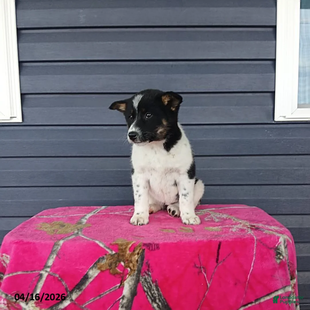 Mixed Breed dogs for sale: Katie - Ad 2