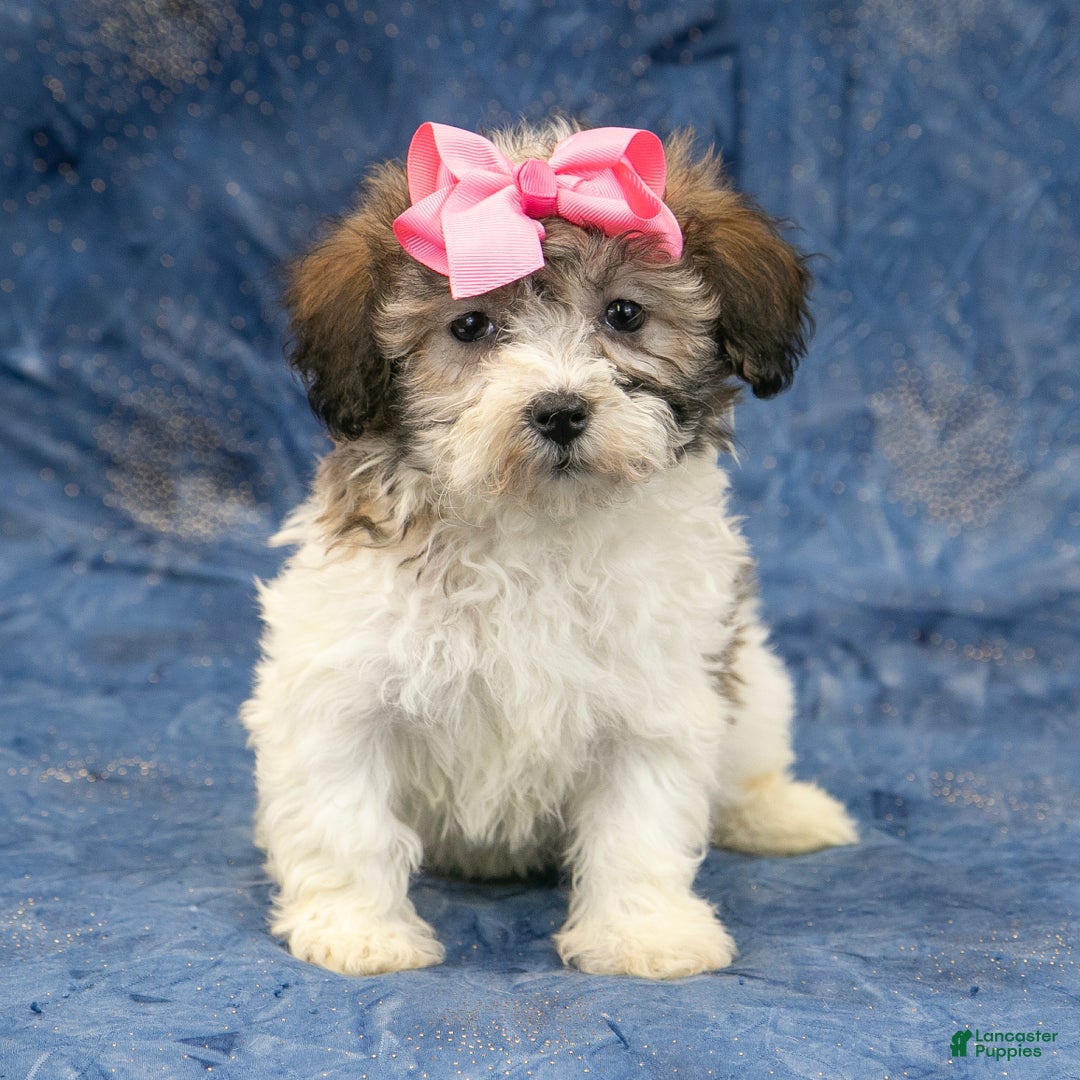 Havanese dogs for sale: Honey - Ad 3