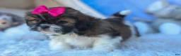 Shih Tzu dogs for sale: STELLA - Ad 10