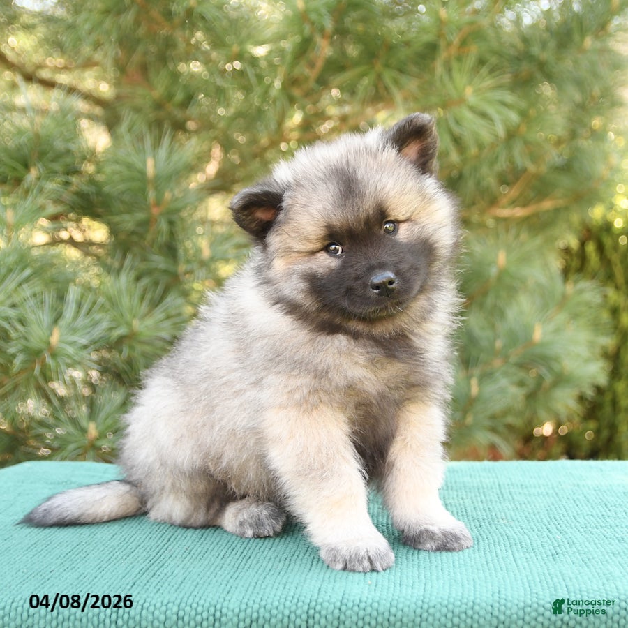 Keeshond dogs Sailor - Ad 2