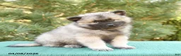 Keeshond dogs for sale: Sailor - Ad 2