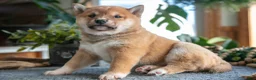 Shiba Inu dogs for sale: Smokey - Ad 2